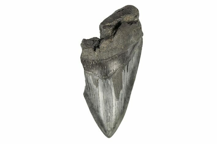 Partial Megalodon Tooth - South Carolina #193955